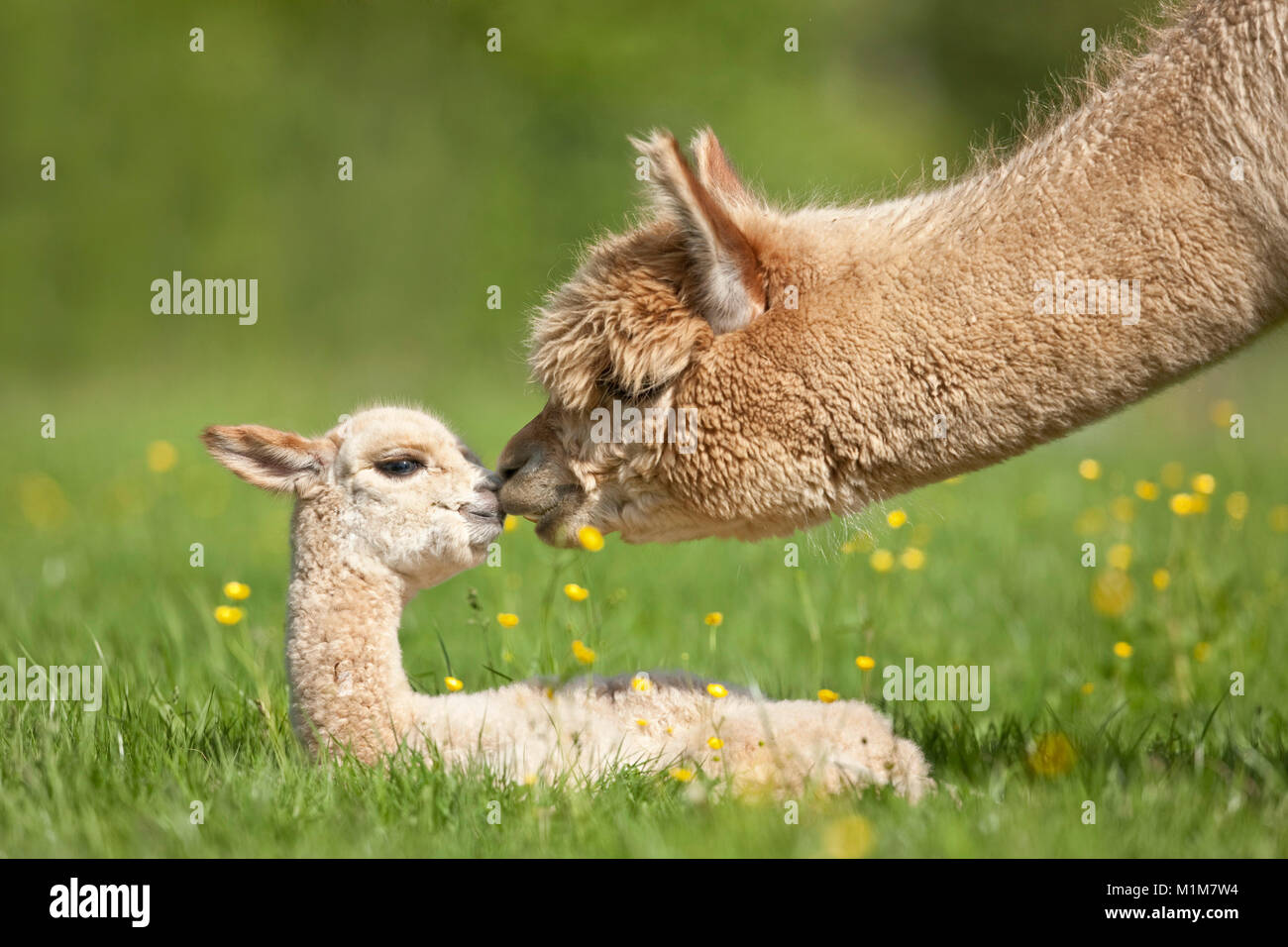 Alpaka (Lama pacos, Vicugna pacos). Mutter schnüffeln an den Jungen auf einer Wiese. Deutschland Stockfoto