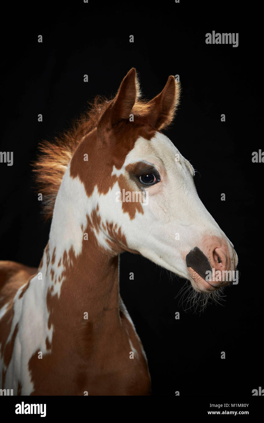 American Quarter Horse. Portrait von skewbald Fohlen, vor einem schwarzen Hintergrund gesehen. Deutschland Stockfoto