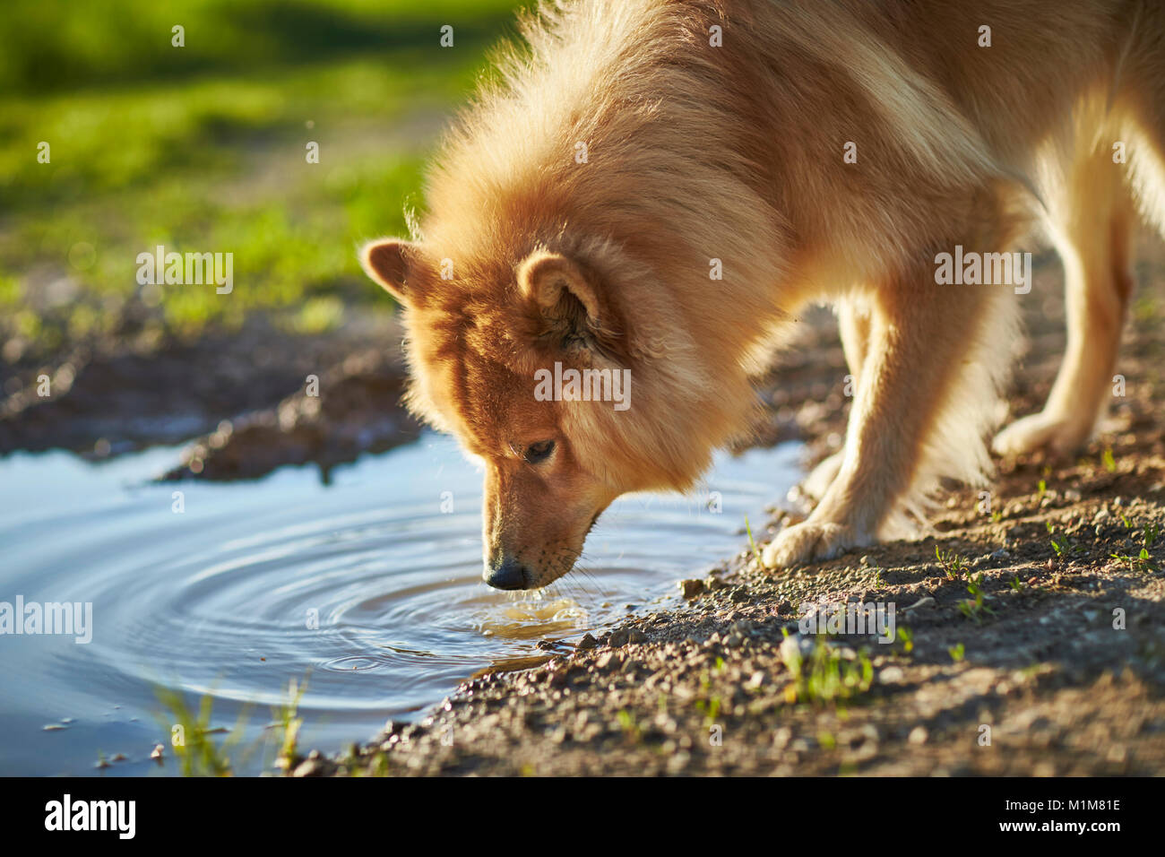 Eurasier, Eurasien. Erwachsener Hund aus einer Pfütze trinken. Deutschland Stockfoto