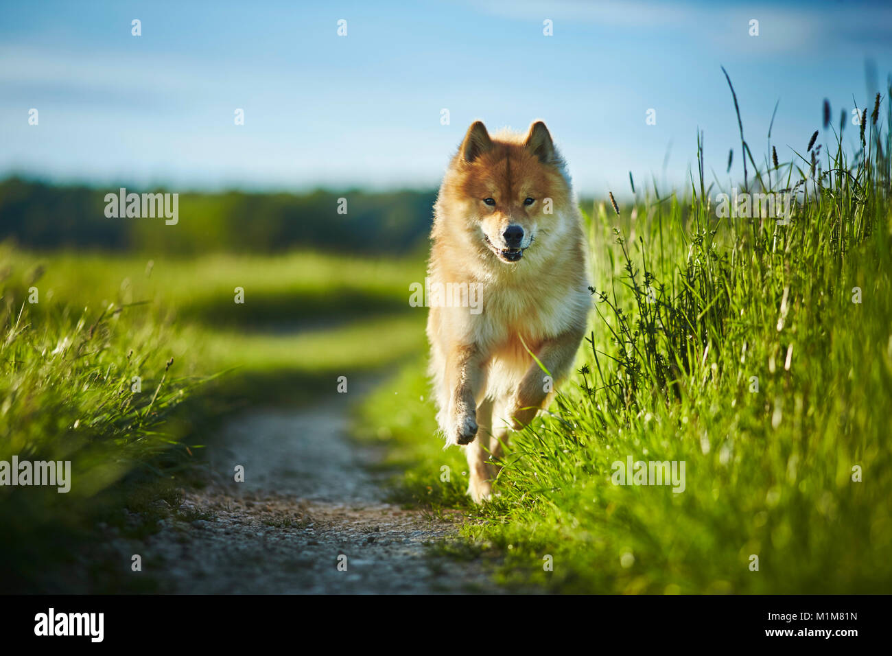 Eurasier, Eurasien. Erwachsener Hund läuft auf einen Pfad in einer Wiese. Deutschland Stockfoto