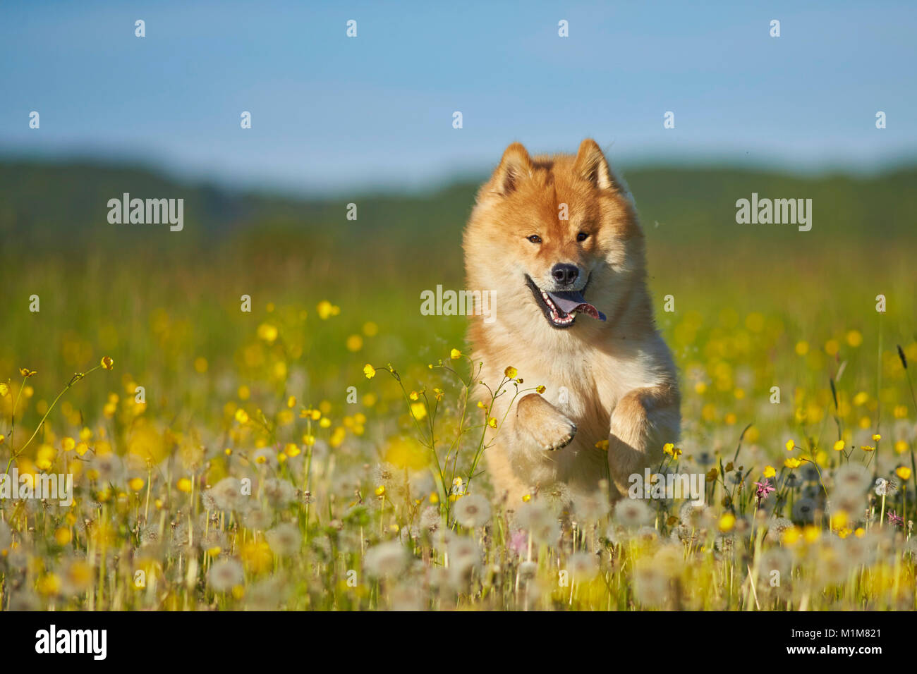 Eurasier, Eurasien. Erwachsener Hund läuft auf einer Wiese. Deutschland Stockfoto