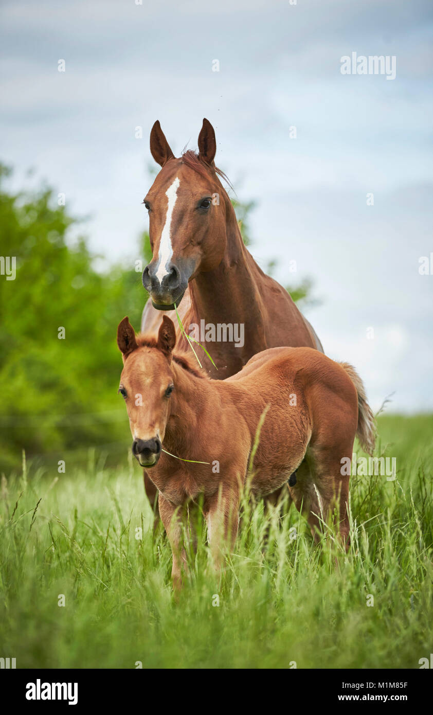 American Quarter Horse. Chestnut Stute mit Fohlen steht auf einer Wiese. Deutschland Stockfoto
