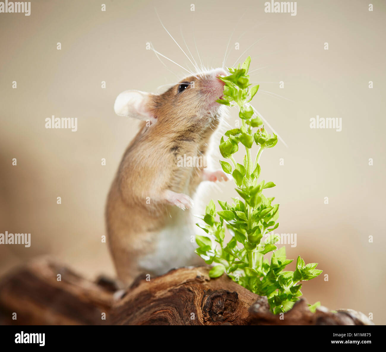 Fancy Mouse essen Basilikum. Deutschland Stockfoto