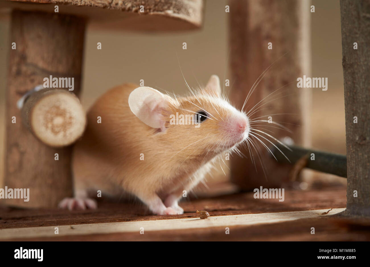 Junge Fancy Mouse ansehen. Deutschland Stockfoto