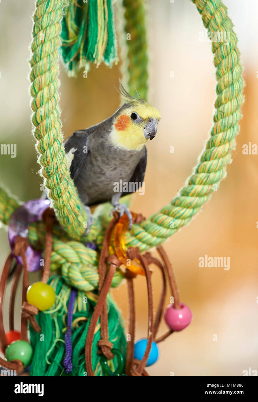 Nymphensittich (Nymphicus hollandicus). Nach thront auf grüne Kabel. Deutschland Stockfoto