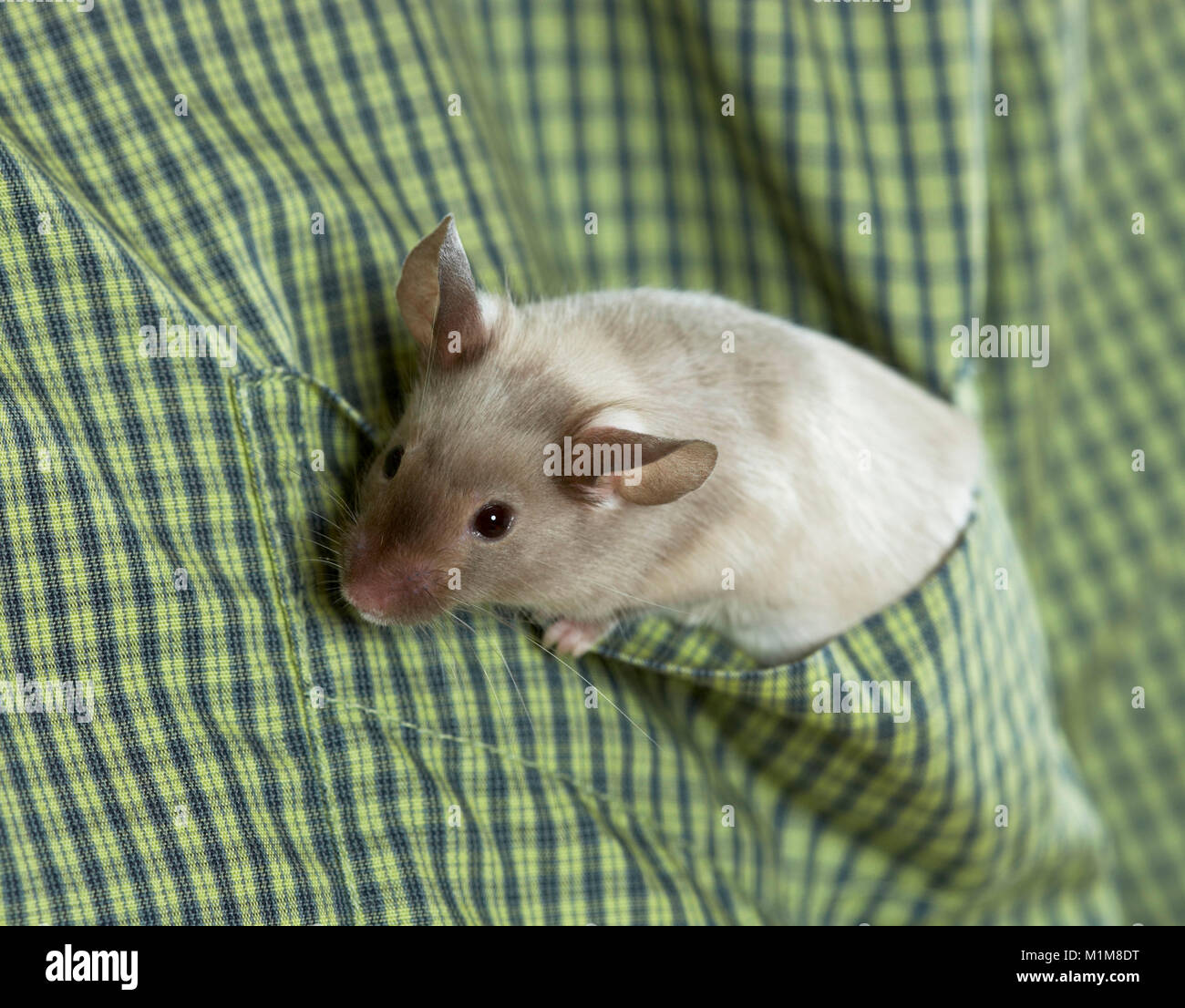 Fancy Mouse suchen aus der Hemdtasche. Deutschland Stockfoto