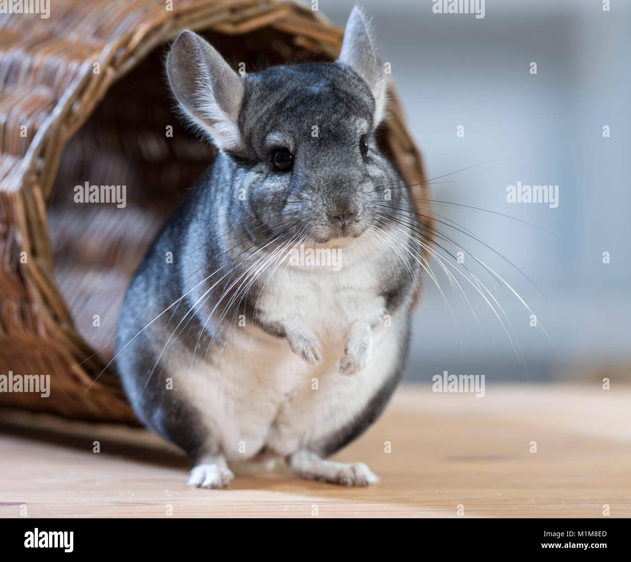 Chinchilla (Chinchilla Chinchilla) vor einem Korb sitzen. Deutschland Stockfoto