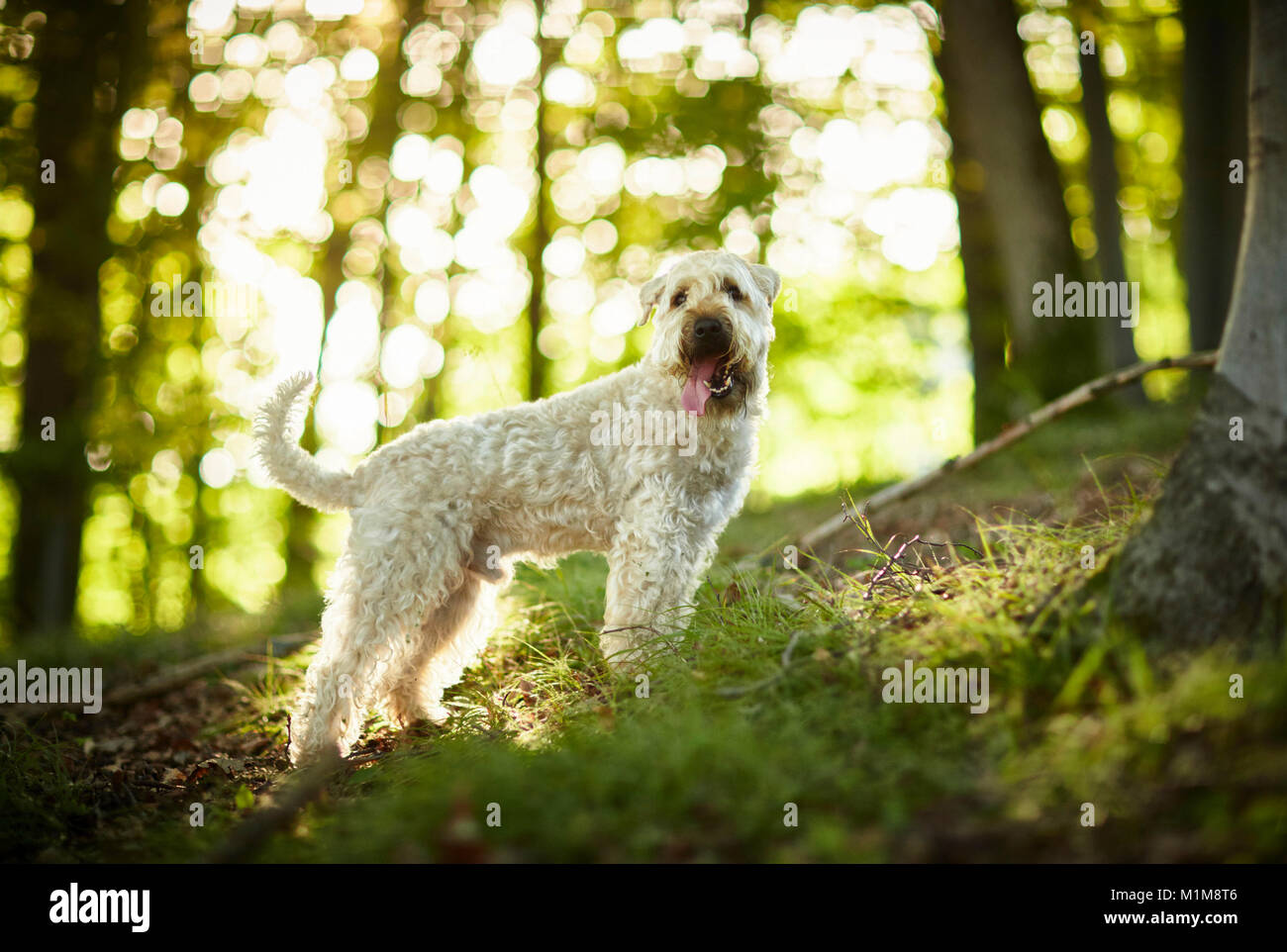Irish Soft Coated Wheaten Terrier. Erwachsener Hund stehen in einem Wald. Deutschland. Stockfoto