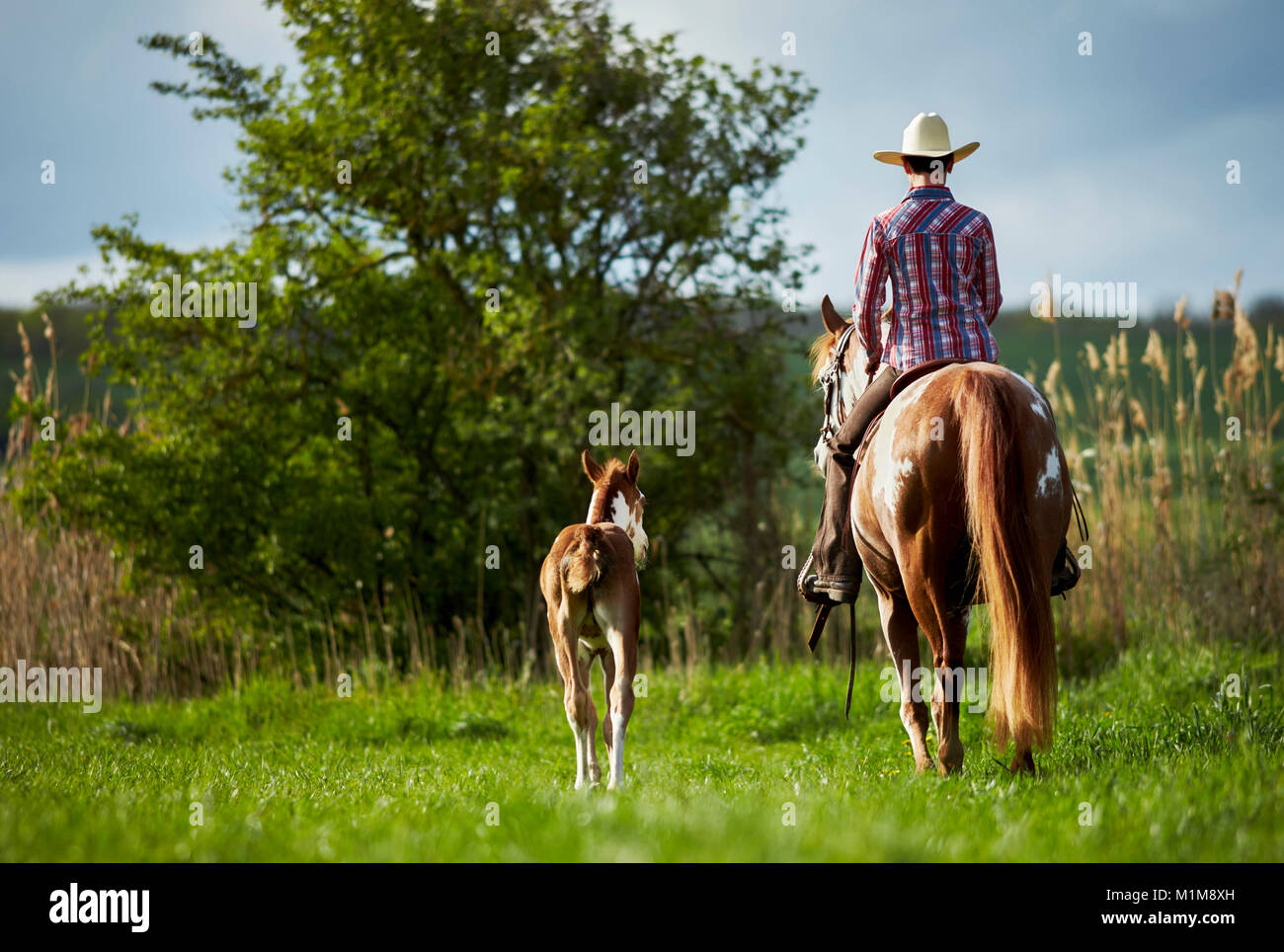Pintabian. Reiter auf Stute mit Fohlen auf einem Kreuz begleitet - Land fahren. Deutschland Stockfoto