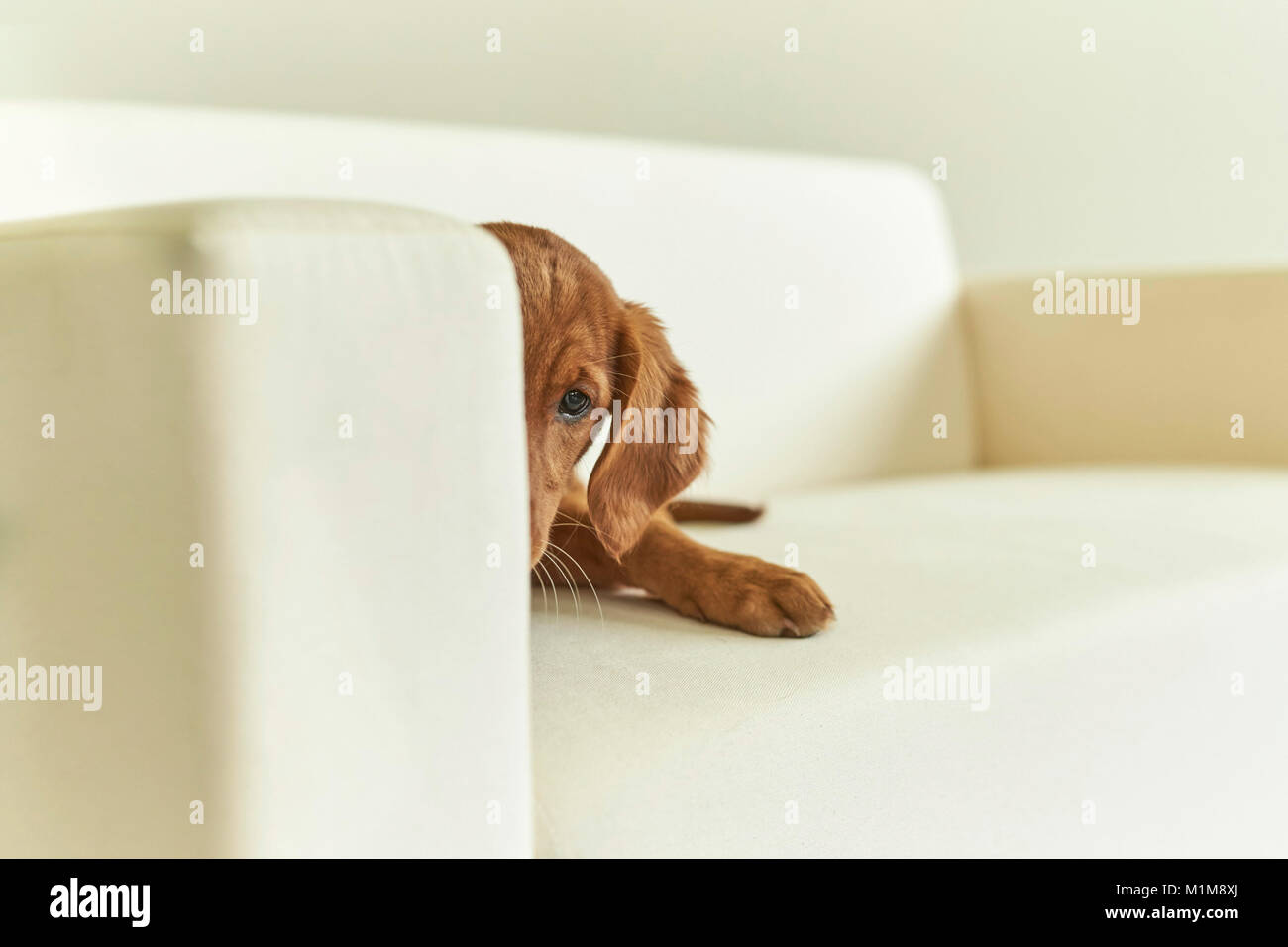Golden Retriever. Welpe liegend auf einer Couch. Deutschland. Stockfoto
