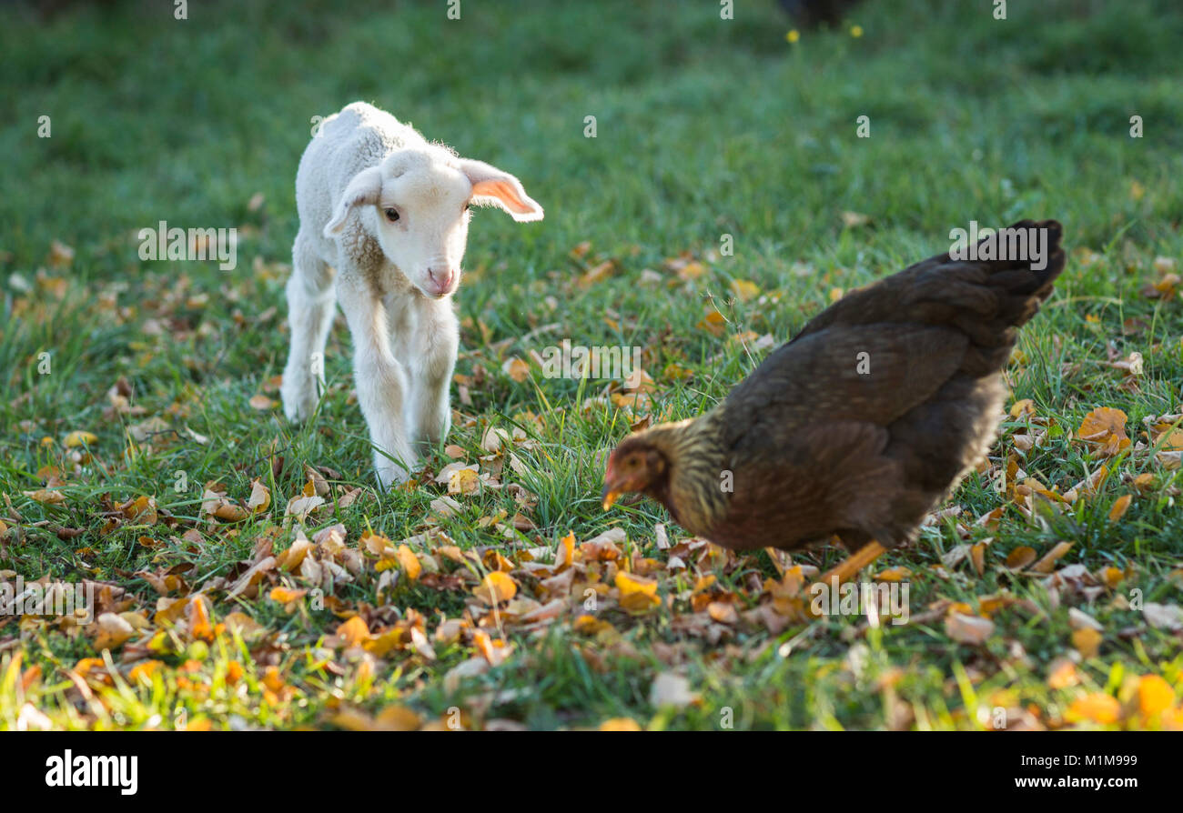 Hausschafe. Merino Lamm treffen Welsummer Hühner, Nahrungssuche in Leaf litter. Deutschland. Stockfoto