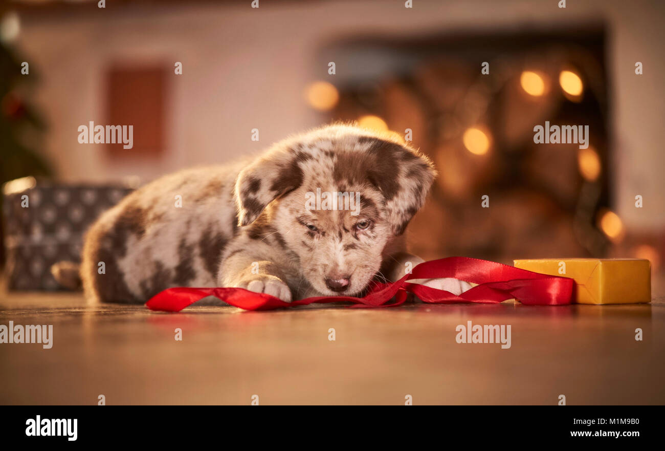 Mischlingen. Welpen in einem Zimmer für Weihnachten dekoriert, Spielen mit einem Geschenk. Deutschland.. Stockfoto