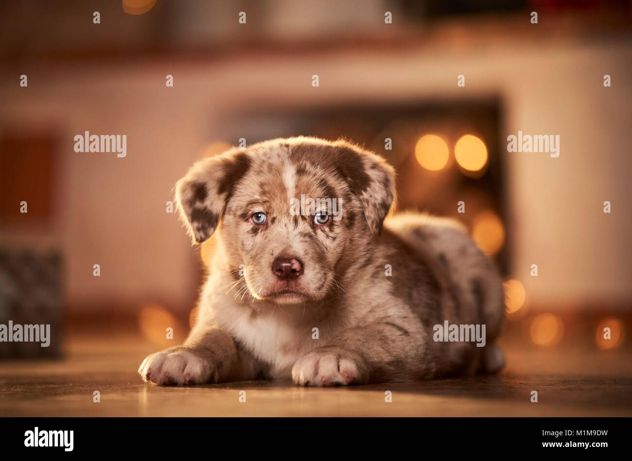 Mischlingen. Welpen liegen in einem Zimmer für Weihnachten dekoriert. Deutschland. Stockfoto