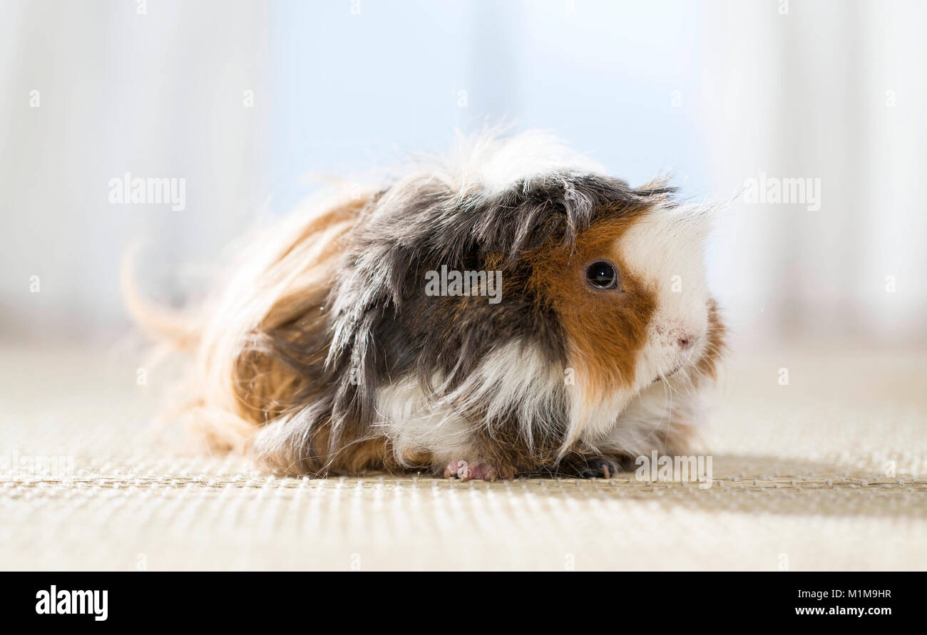 Langhaarige (lunkarya) Meerschweinchen, Cavie. Erwachsene auf einen Teppich. Deutschland Stockfoto