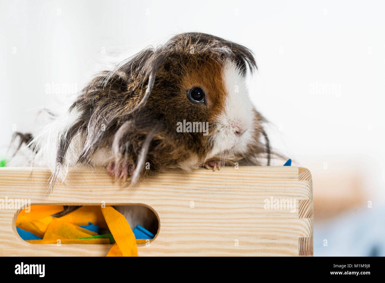 Meerschweinchen, Cavie. Langhaarige (lunkarya). Erwachsene in einer Box mit Papier gefüllt. Deutschland Stockfoto