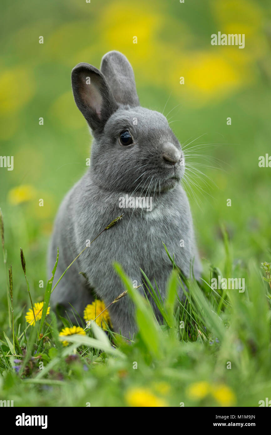 Gray Holland Zwerg Kaninchen sitzen auf ihre Hinterteile in einer Wiese. Deutschland Stockfoto