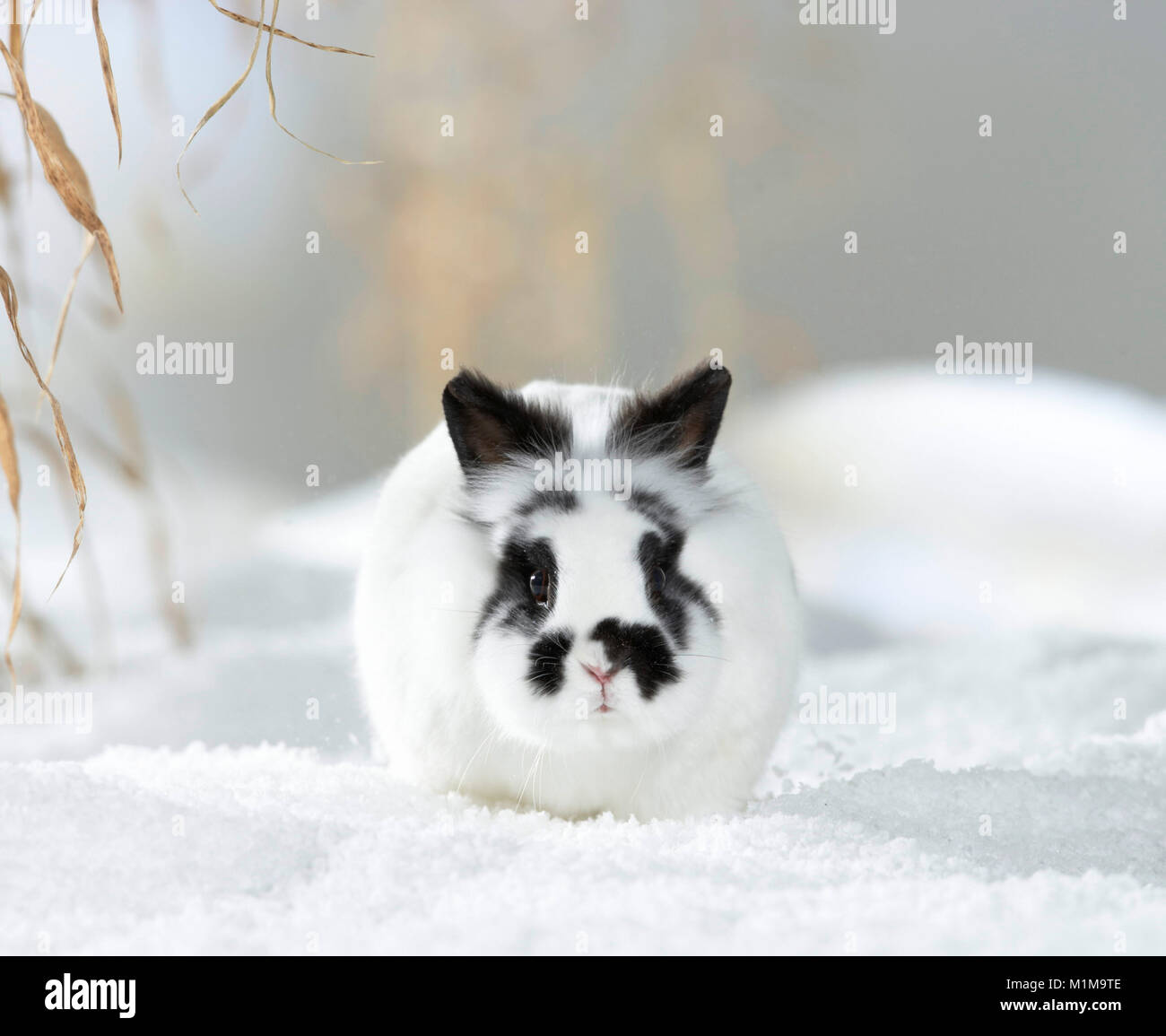 Netherland Dwarf Kaninchen im Schnee. Deutschland Stockfoto