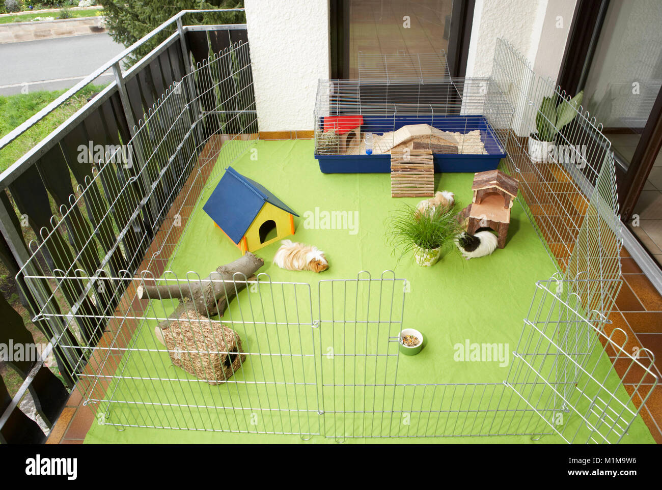 Inländische Meerschweinchen. Gehäuse auf einem Balkon. Deutschland.. Stockfoto