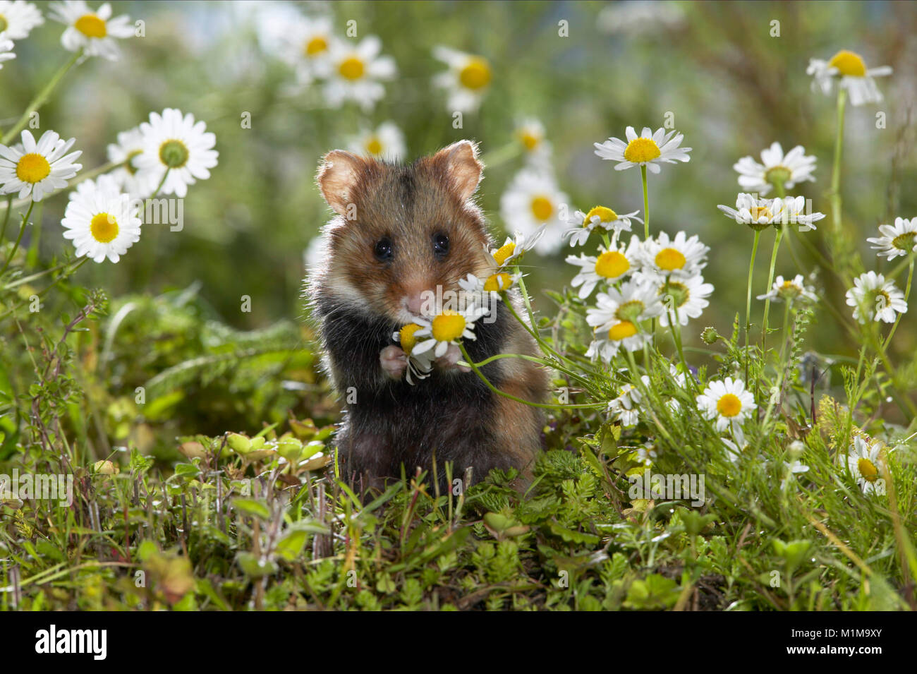 Der Europäische Hamster (Cricetus cricetus) isst blühende Kamille. Deutschland. Stockfoto