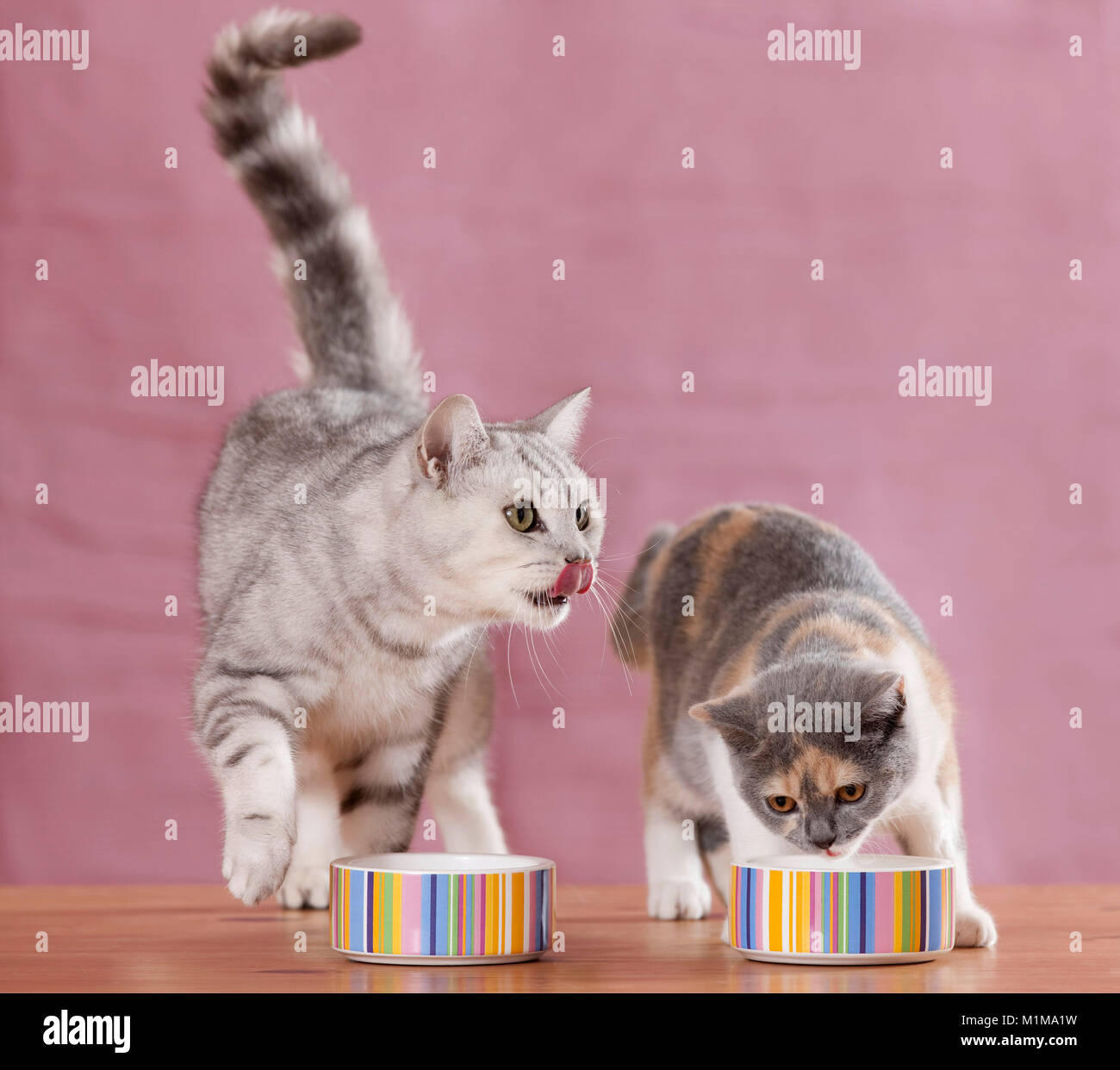 Britisch Kurzhaar Erwachsenen Und Jugendlichen Katze Essen