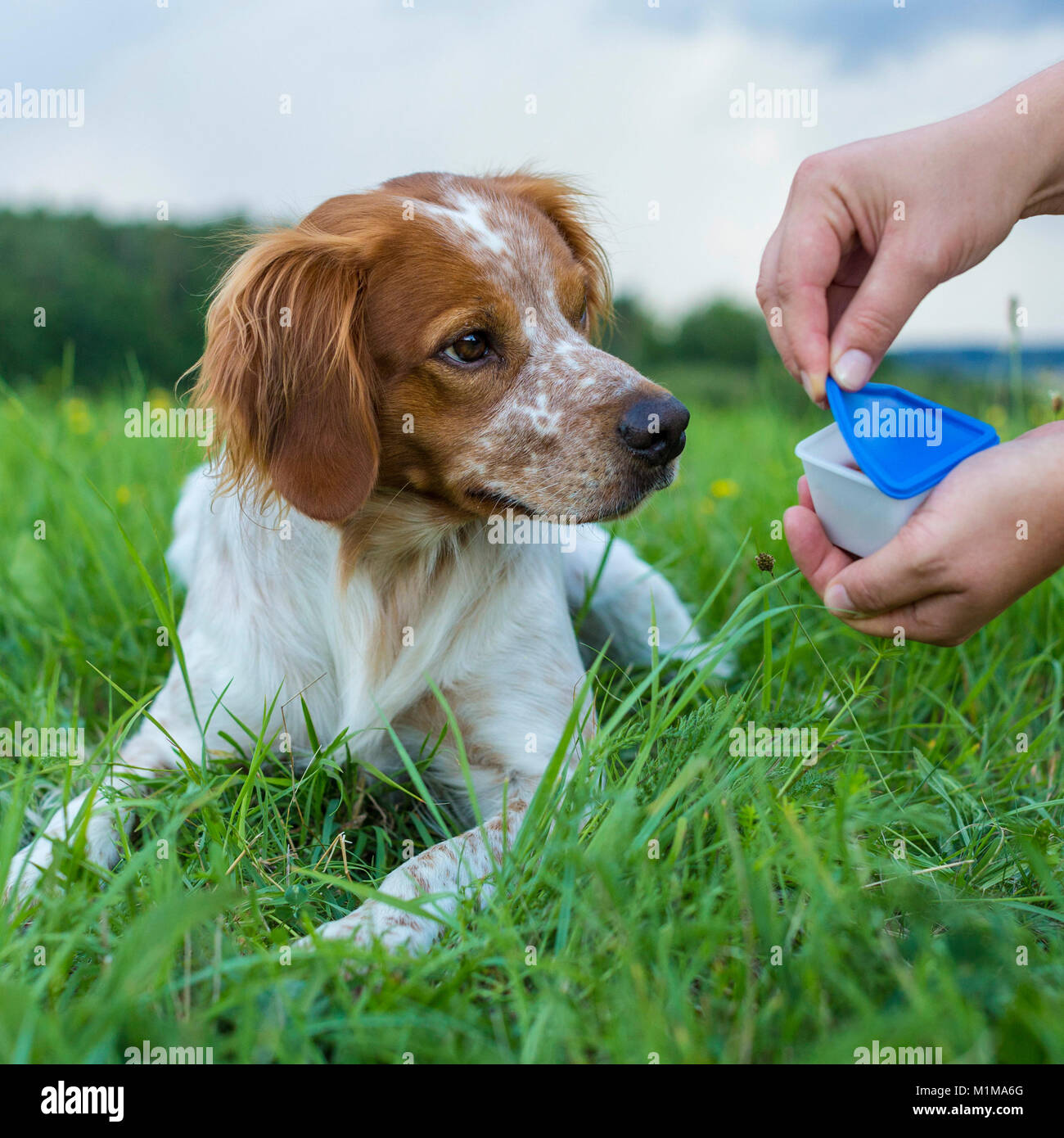 Der Bretagne. Nach der Suche nach einem Kasten mit Essen, der Hund bekommt eine Belohnung. Deutschland Stockfoto