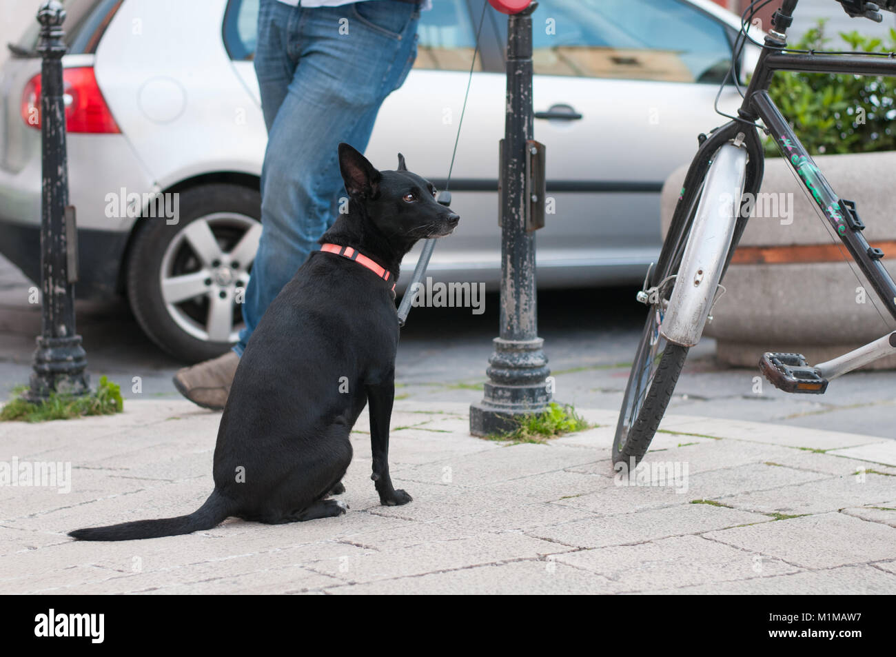 Schwarzer Hund an der Leine standig in mainstreet von Campobasso, Molise, Italien Stockfoto