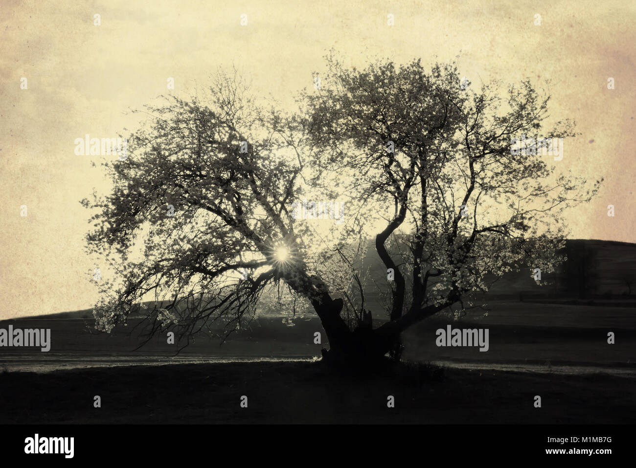 Gruselige Kunst grunge Landschaft von Spooky Baum in Sepia gefärbt - Textur und einige Geräusche sind für stärkere spooky Effekt hinzugefügt Stockfoto