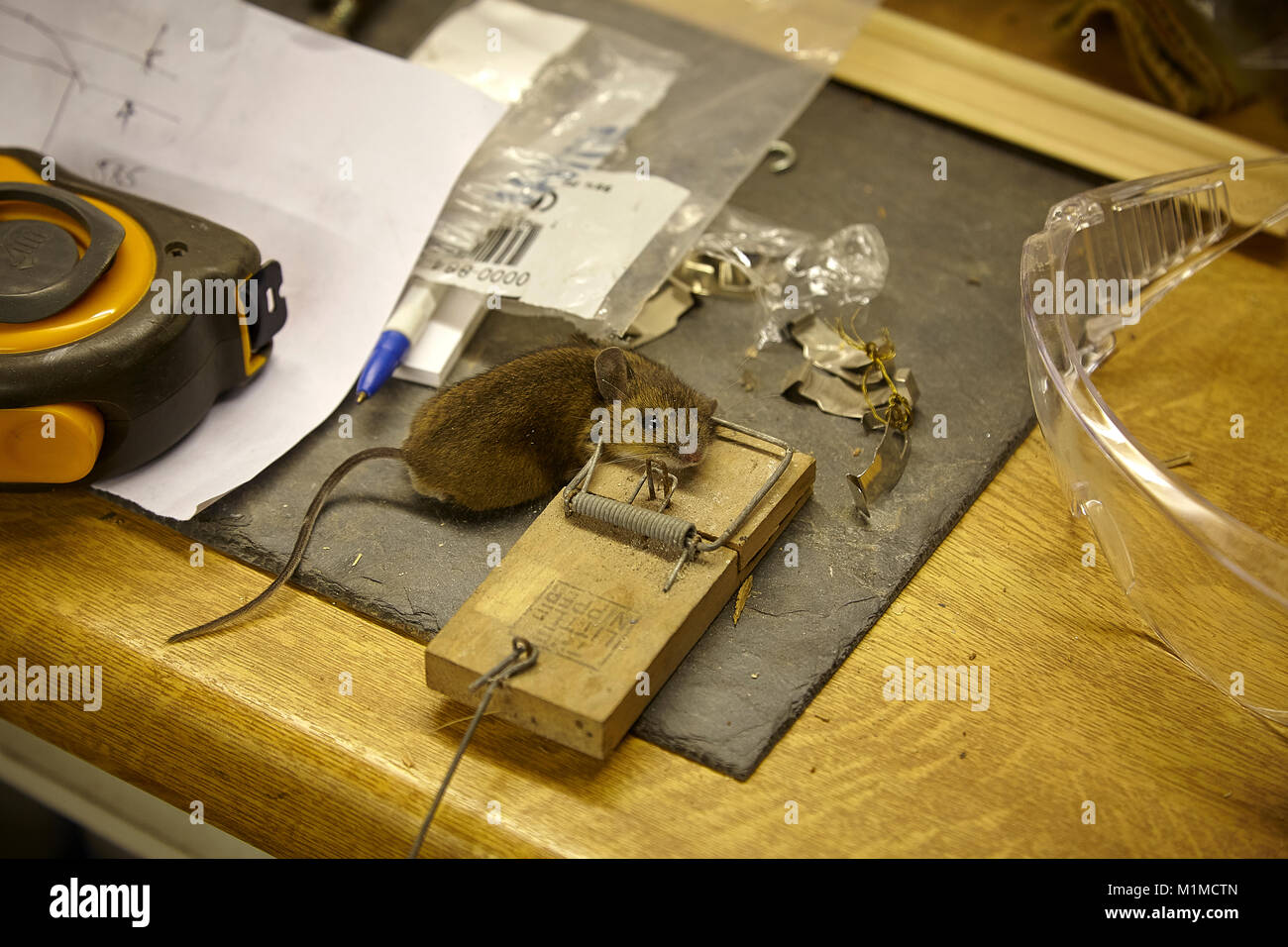 Maus gefangen in 'Little Nipper' Maus trap in der Holzbearbeitung Nebengebäude in Nidderdale, North Yorkshire Stockfoto