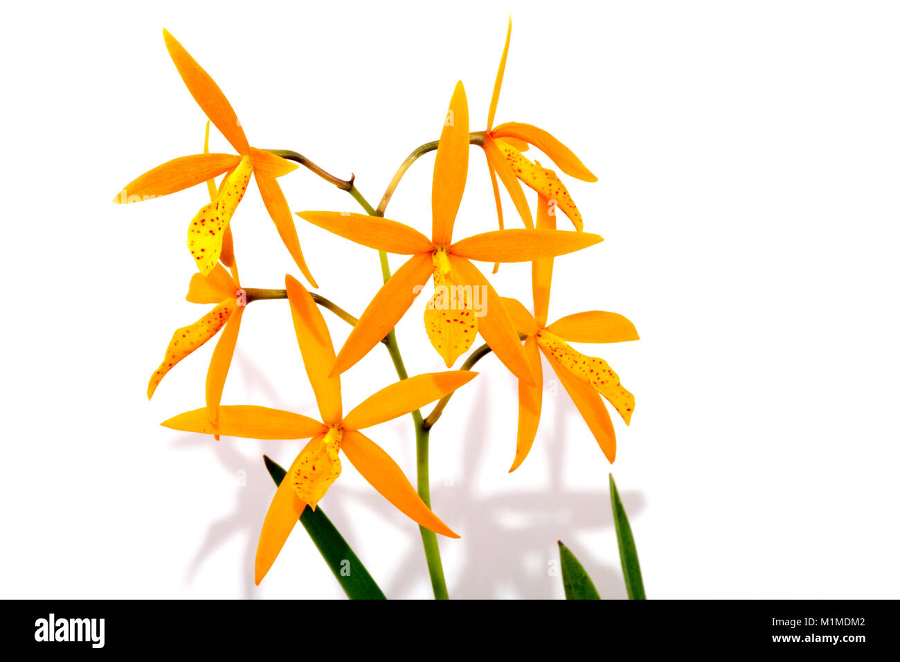 In der Nähe von Studio shot Blätter Stiele und Blüten der procatavola golden Peacock Orchidee auf weißem Hintergrund Stockfoto
