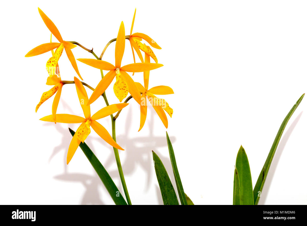 In der Nähe von Studio shot Blätter Stiele und Blüten der procatavola golden Peacock Orchidee auf weißem Hintergrund Stockfoto