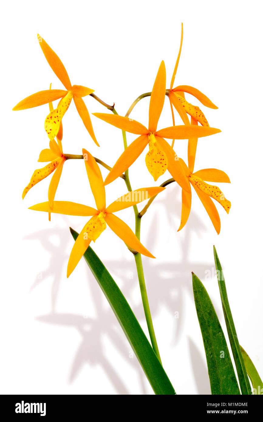 In der Nähe von Studio shot Blätter Stiele und Blüten der procatavola golden Peacock Orchidee auf weißem Hintergrund Stockfoto