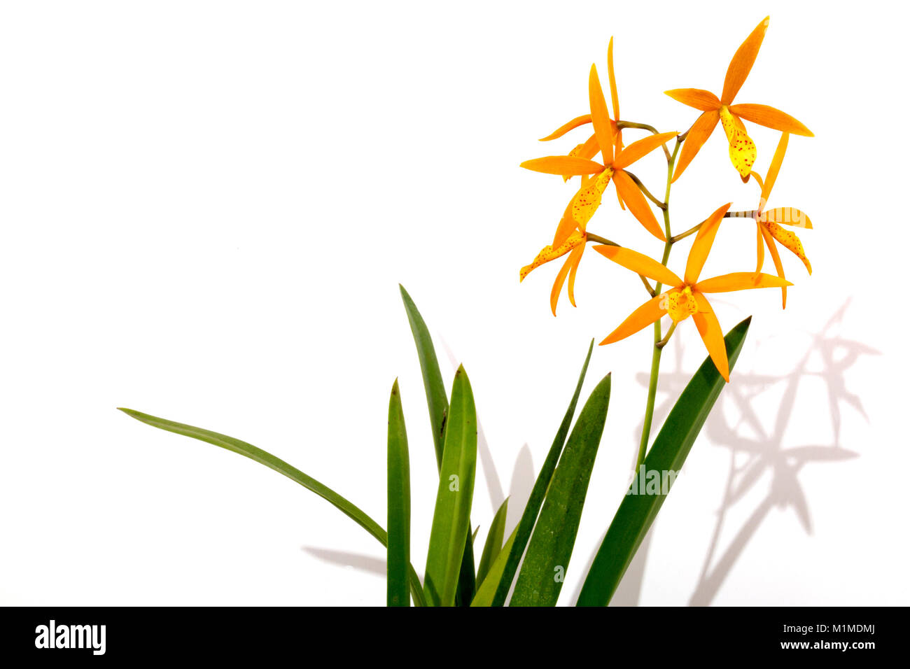 In der Nähe von Studio shot Blätter Stiele und Blüten der procatavola golden Peacock Orchidee auf weißem Hintergrund Stockfoto