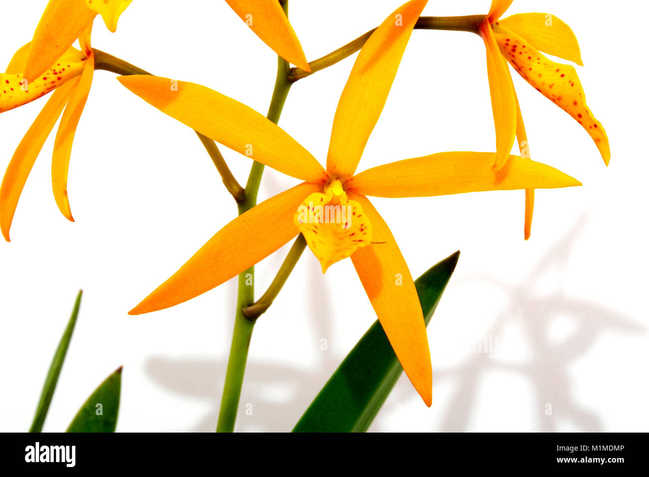 In der Nähe von Studio shot Blätter Stiele und Blüten der procatavola golden Peacock Orchidee auf weißem Hintergrund Stockfoto