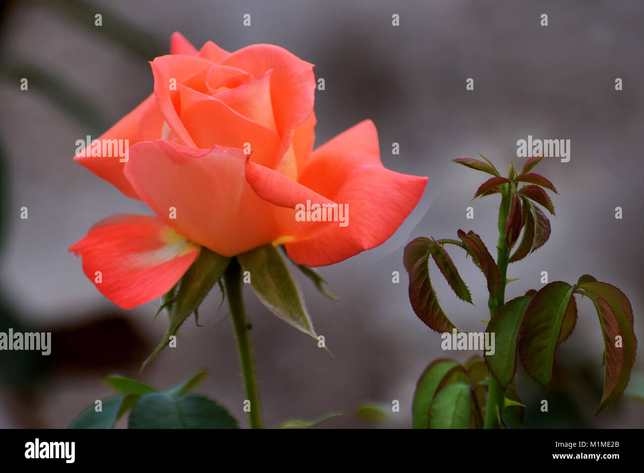 Rose Fotos von meinem mich gefangen Stockfoto