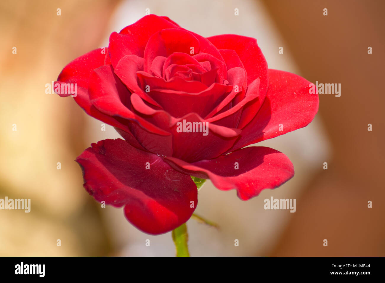 Rose Fotos von meinem mich gefangen Stockfoto