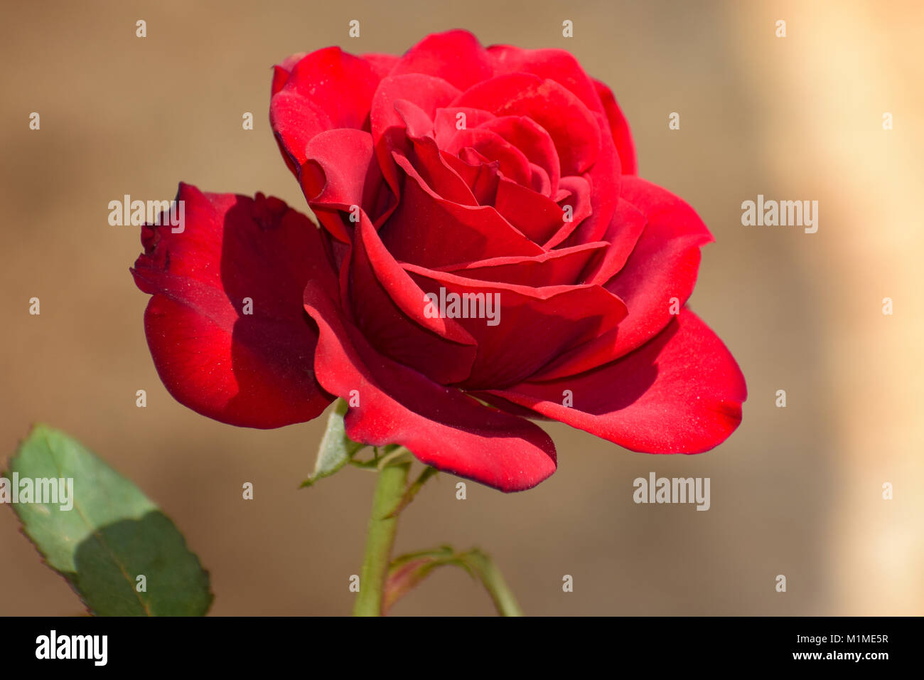 Rose Fotos von meinem mich gefangen Stockfoto