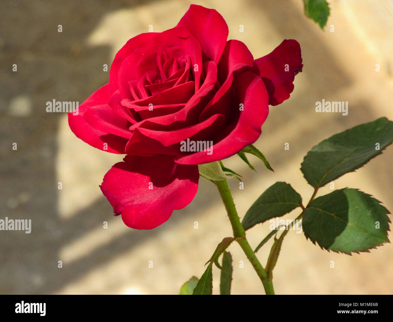 Rose Fotos von meinem mich gefangen Stockfoto