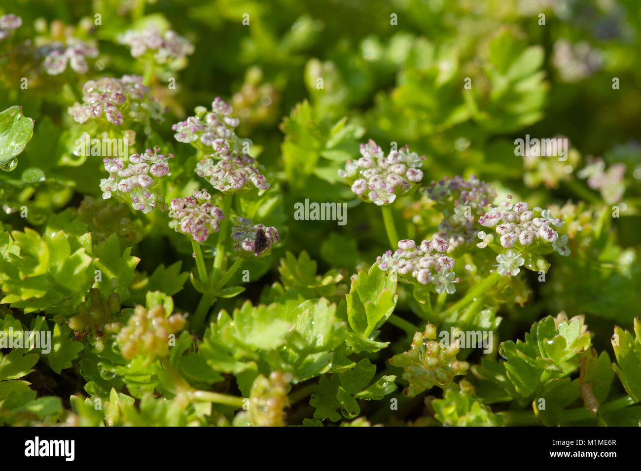 Apium repens, Kriechender Sellerie, Kriechender Scheiberich, schleichende  Marshwort, schleichende Petersilie Stockfotografie - Alamy