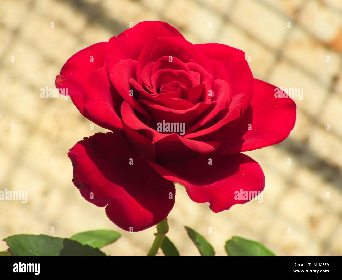 Rose Fotos von meinem mich gefangen Stockfoto