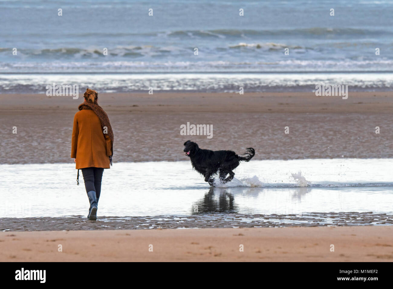 Einsame Frau Wandern auf einsamen Sandstrand mit verspielten schwarzen Hund läuft durch das Wasser entlang der Nordseeküste im Winter Stockfoto