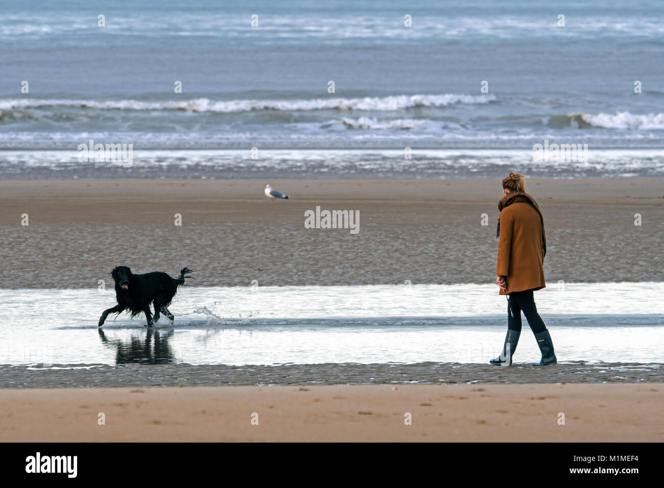 Einsame Frau Wandern auf einsamen Sandstrand mit verspielten schwarzen Hund läuft durch das Wasser entlang der Nordseeküste im Winter Stockfoto