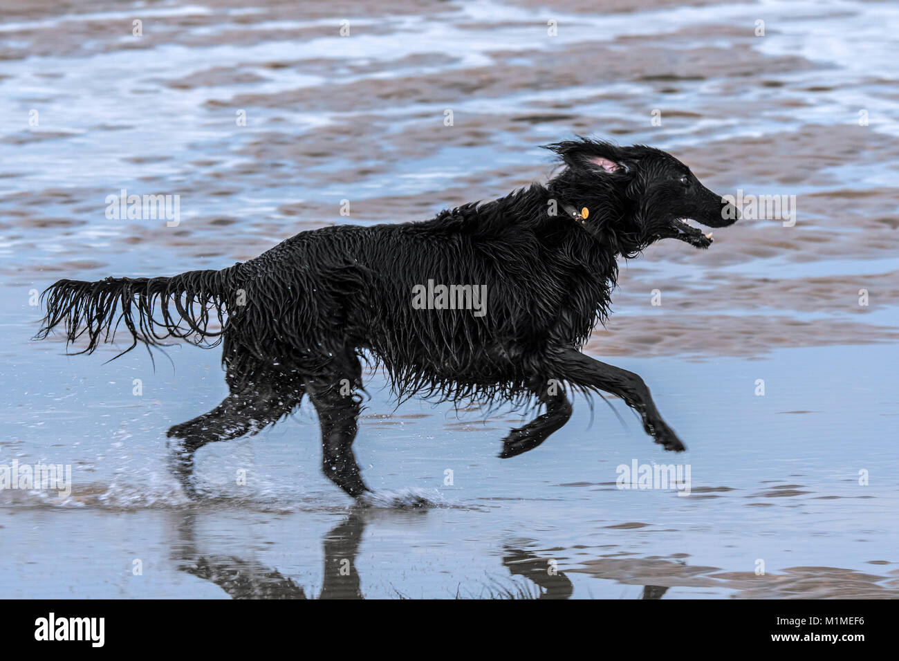 Gerne verspielt schwarzer Hund mit Klatschnasse Fell durch Wasser der Pfütze auf Sandstrand entlang der Nordseeküste. Stockfoto