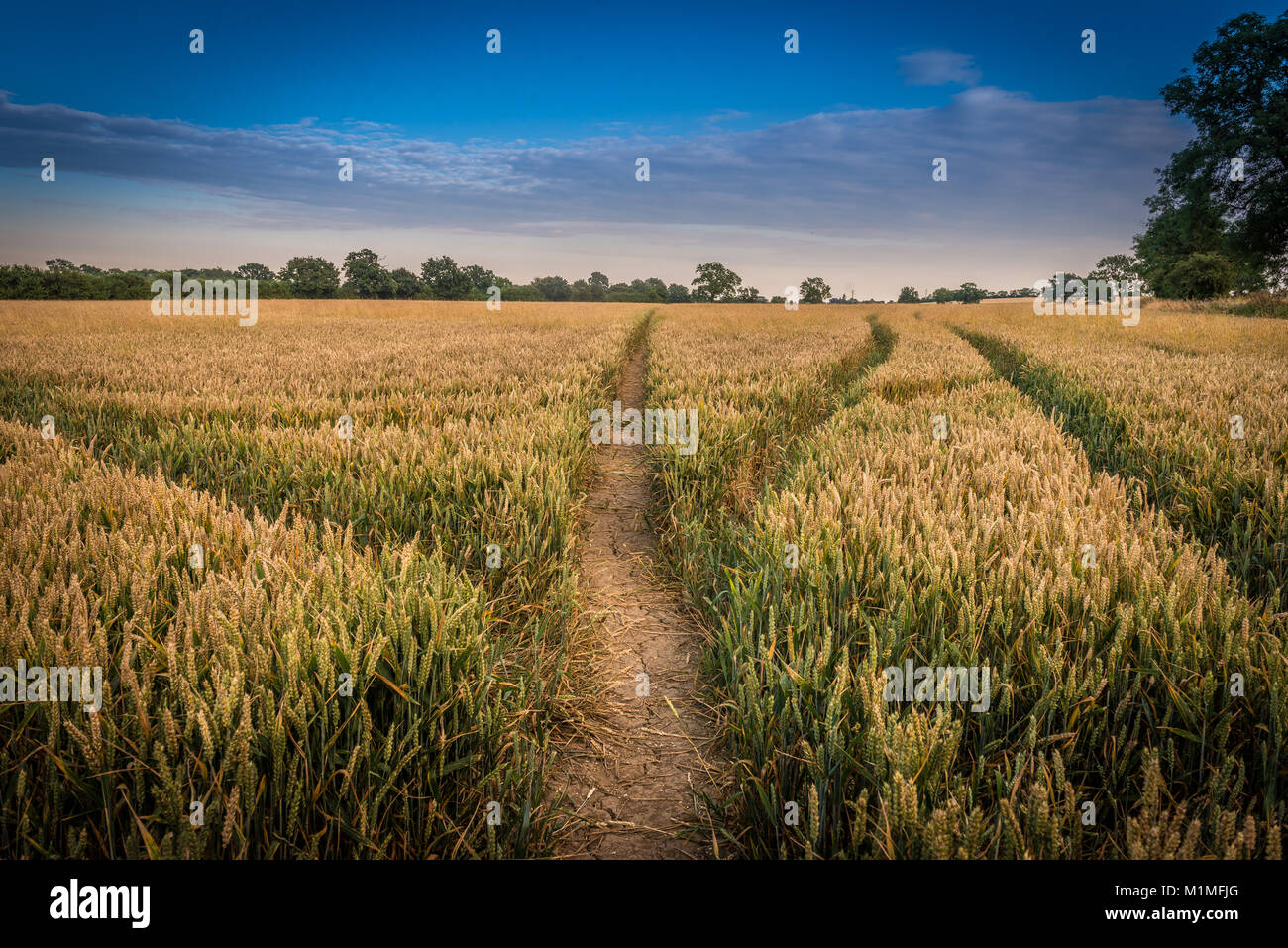 Eine typische Kulturlandschaft Szene von Ackerflächen am Rande des Lincolnshire Fens in der Nähe von Bourne, Lincolnshire, Großbritannien Stockfoto