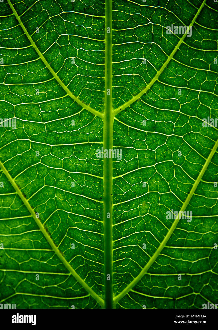Grünes Blatt detail Stockfoto