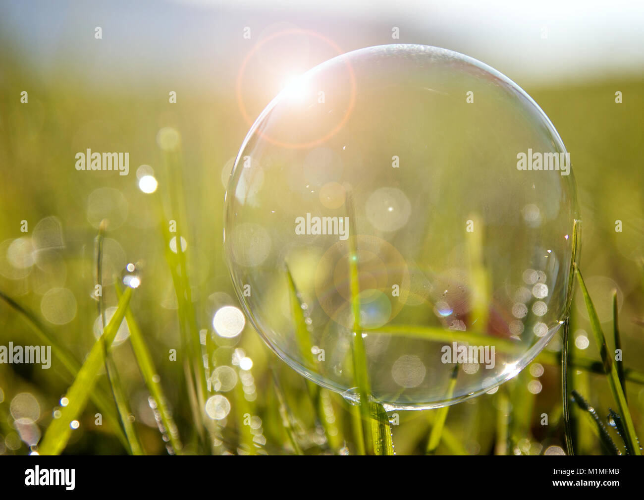 Empfindliche Blase im Gras ruhen Stockfoto