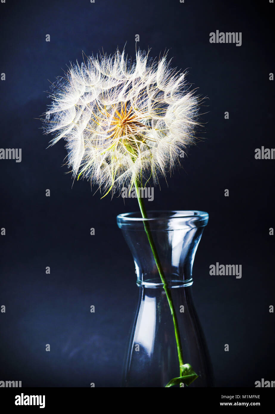 Getrockneten Löwenzahn in einem Glas auf schwarzem Hintergrund Stockfoto