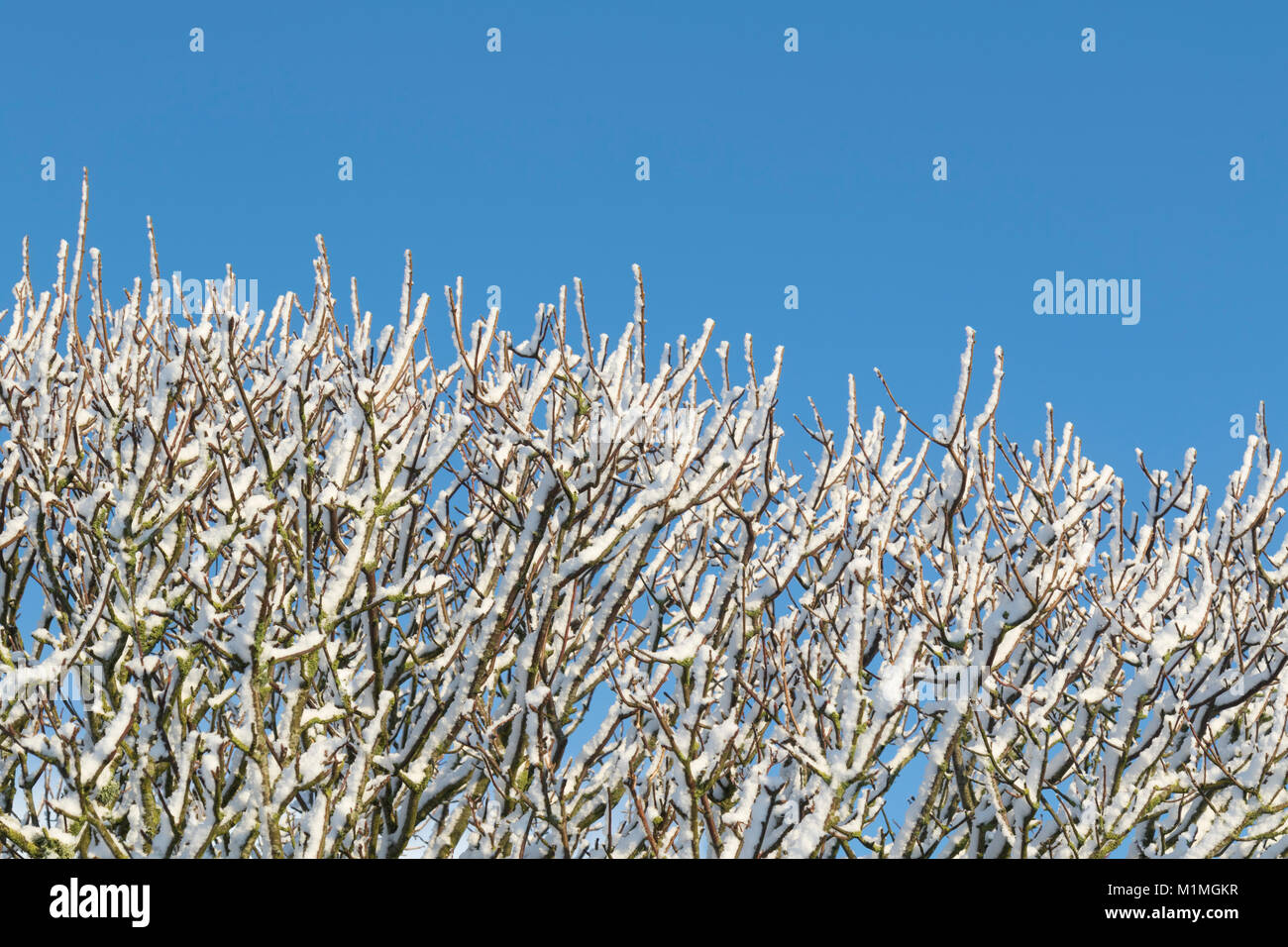 Schnee auf den Ästen Stockfoto