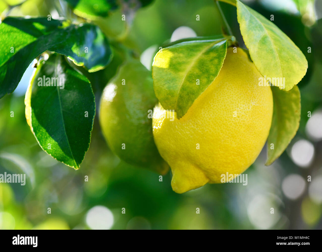 Makro Bild einer frischen Bio Zitrone Hängen an einem Baum in einem mediterranen Grove, Hintergrund selektiven Fokus auf zusätzlichen Platz kopieren Stockfoto