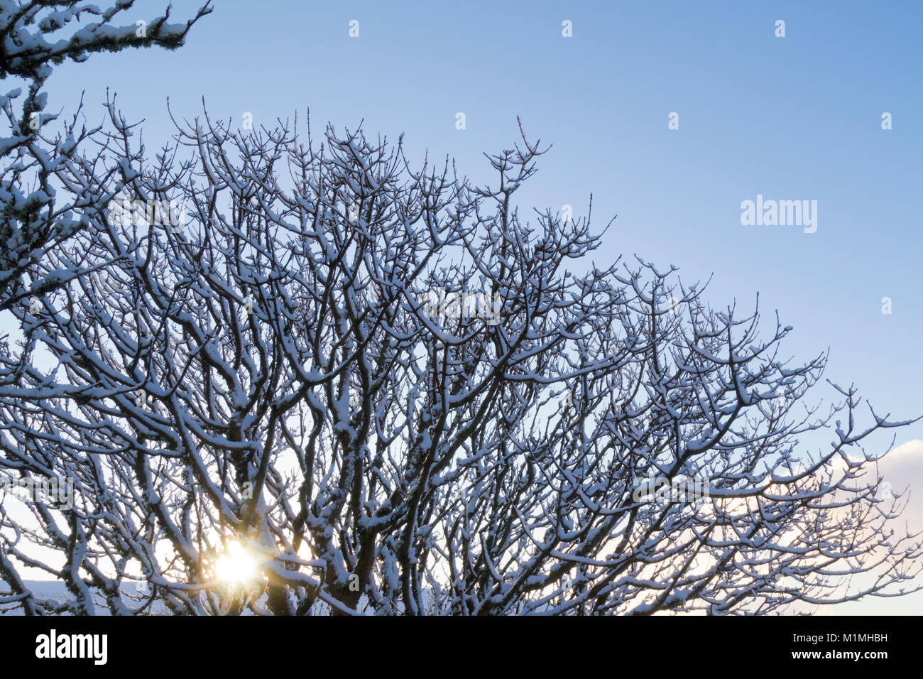 Sonne scheint durch die Äste im Schnee Stockfoto