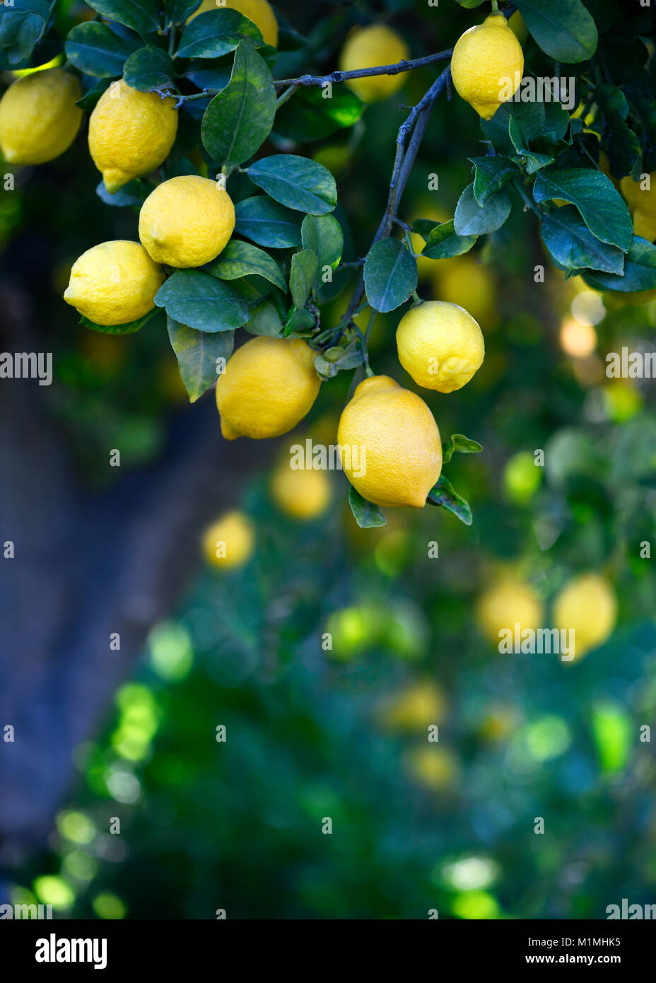 Vertikale Hintergrund einer Gruppe von frischen Bio Zitronen Hängen an einem Baum in einem mediterranen Grove, selektiven Fokus auf zusätzlichen Platz kopieren Stockfoto
